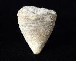 Calceola sandalina (LINNAEUS 1771) - Bild © FossNet FossilienStore